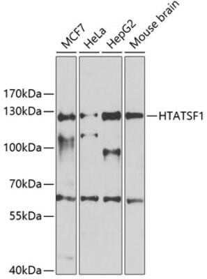 Western Blot: HIV-1 Tat specific factor 1 AntibodyAzide and BSA Free [NBP3-03305]