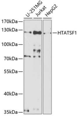 Western Blot: HIV-1 Tat specific factor 1 AntibodyBSA Free [NBP3-03409]