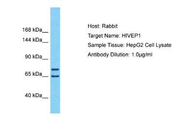 Western Blot: HIVEP1 Antibody [NBP2-83047]
