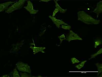 Immunocytochemistry/ Immunofluorescence: HKDC1 Antibody (4E8) [H00080201-M13]