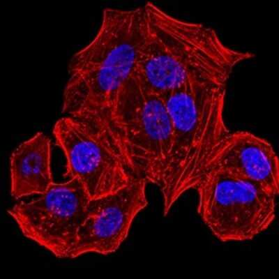 Immunocytochemistry/ Immunofluorescence: HLA B Antibody (2G7B10) - BSA Free [NBP2-61871]