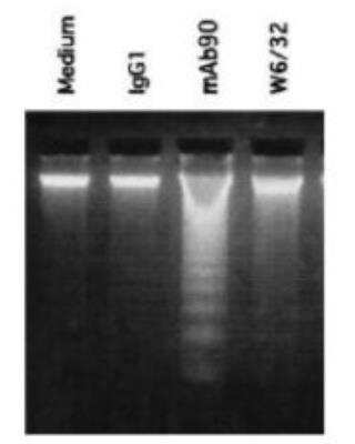 Functional: HLA Class I Antibody (mAb90) [DDX0250P-100]