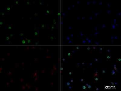 Immunocytochemistry/ Immunofluorescence: HLA DMA Antibody (5C9NB) - BSA Free [NBP2-44300]