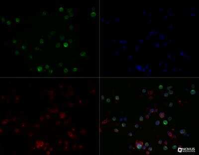 Immunocytochemistry/ Immunofluorescence: HLA DMA Antibody (6B12NB) - BSA Free [NBP2-44302]