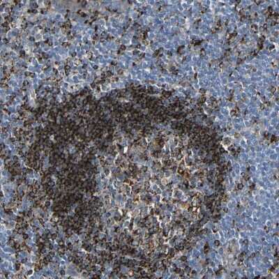 Immunohistochemistry-Paraffin: HLA DMA Antibody [NBP1-85325]