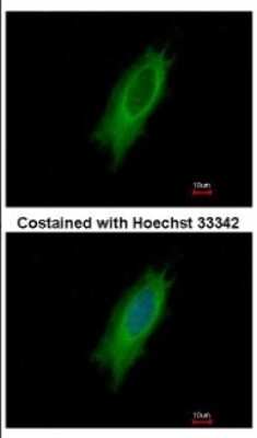 Immunocytochemistry/ Immunofluorescence: HLA DPA Antibody [NBP2-16851]
