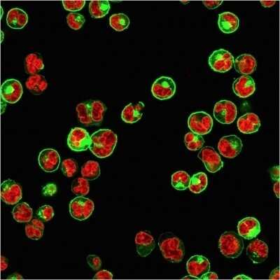 Immunocytochemistry/ Immunofluorescence: HLA DQ/DR/DP Antibody (CR3/43) - Azide and BSA Free [NBP2-54507]