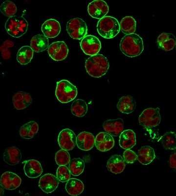 Immunocytochemistry/ Immunofluorescence: HLA DQ/DR/DP Antibody (HLA-Pan/2967R) [NBP2-79709]
