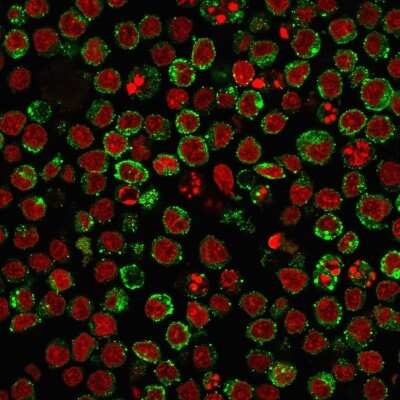 Immunocytochemistry/ Immunofluorescence: HLA DQ/DR/DP Antibody (HLA-Pan/2967R) [NBP2-79709]