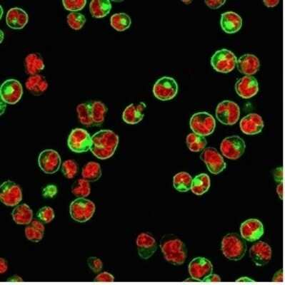 Immunocytochemistry/ Immunofluorescence: HLA DQ/DR/DP Antibody (rHLA-Pan/3475) - Azide and BSA Free [NBP3-08644]