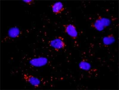 Proximity Ligation Assay: HLA DQA1 Antibody (1A3) [H00003117-M01]