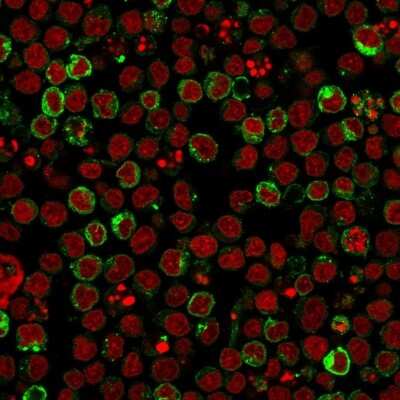 Immunocytochemistry/ Immunofluorescence: HLA-DR Antibody (LN-3) [NBP2-45310]