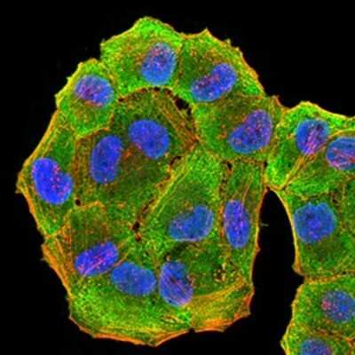 Immunocytochemistry/ Immunofluorescence: HLA DRA Antibody (1C11A5) - BSA Free [NBP2-61863]