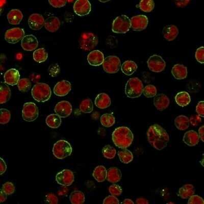 Immunocytochemistry/ Immunofluorescence: HLA DRB1 Antibody (HLA-DRB/1067) - Azide and BSA Free [NBP2-47671]