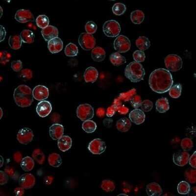 Immunocytochemistry/ Immunofluorescence: HLA DRB1 Antibody (LN-3 + HLA-DRB/1067) - Azide and BSA Free [NBP2-47672]