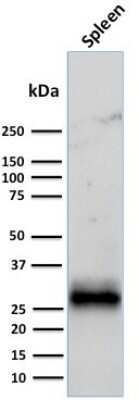 Western Blot: HLA DRB1 Antibody (LN-3 + HLA-DRB/1067)Azide and BSA Free [NBP2-47672]
