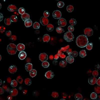 Immunofluorescence: HLA DRB1 Antibody (LN-3 + HLA-DRB/1067) [NBP2-45316]