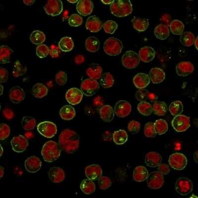 Immunofluorescence: HLA DRB1 Antibody (SPM289) [NBP2-45311]