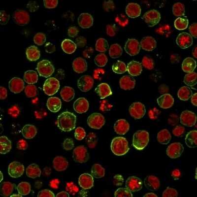 Immunocytochemistry/ Immunofluorescence: HLA DRB1 Antibody (SPM423) [NBP2-45313]
