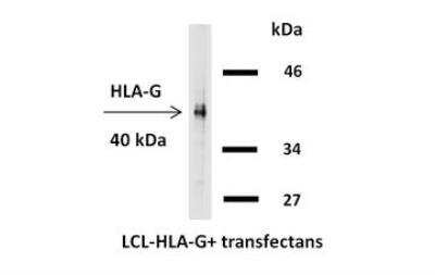 Western Blot: HLA G Antibody (4H84)BSA Free [NB110-55297]
