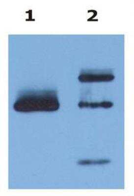 Western Blot: HLA G Antibody (4H84)BSA Free [NB110-55297]