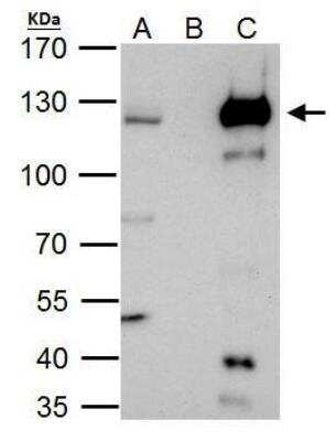 Immunoprecipitation: HLTF Antibody [NBP2-16857]