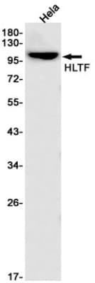Western Blot: HLTF Antibody (S03-1E4) [NBP3-19653]