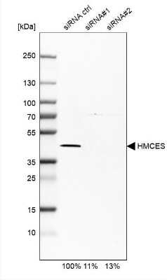 Western Blot: HMCES Antibody [NBP2-14410]