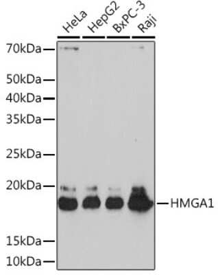 Western Blot: HMGA1 Antibody (5J0E6) [NBP3-16379]