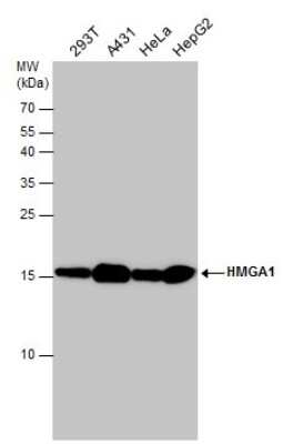 Western Blot: HMGA1 Antibody [NBP3-13068]