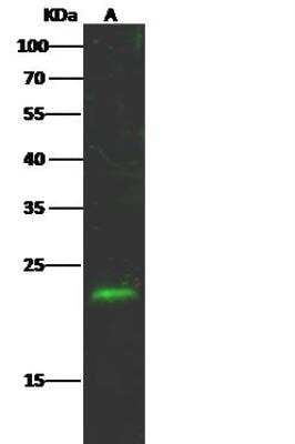 Western Blot: HMGA2 Antibody [NBP2-98735]
