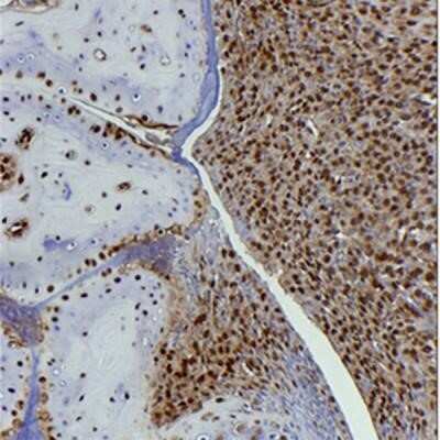 Immunohistochemistry-Paraffin: HMGB1/HMG-1 Antibody (19N10B7) - Azide and BSA Free [NBP2-27395]