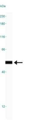 Simple Western: HMGB1/HMG-1 Antibody (19N12A1)Azide and BSA Free [NBP2-80774]