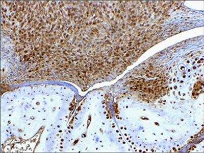 Immunohistochemistry-Paraffin: HMGB1/HMG-1 Antibody (19N15F4) [NBP2-27401]