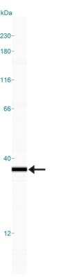Simple Western: HMGB1/HMG-1 Antibody (1F3) [NBP2-25148]