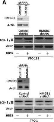 Knockdown Validated: HMGB1/HMG-1 Antibody (2F6) [H00003146-M08]