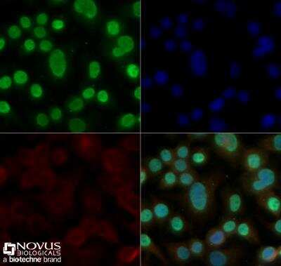 Immunocytochemistry/ Immunofluorescence: HMGB1/HMG-1 Antibody [NB100-2322]