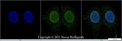 Immunocytochemistry/ Immunofluorescence: HMGB1/HMG-1 Antibody [NB100-2322]