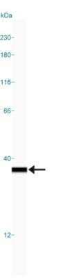 Simple Western: HMGB1/HMG-1 Antibody [NB100-2322]