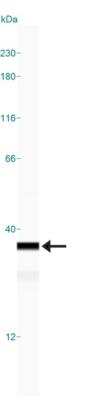 Simple Western: HMGB1/HMG-1 Antibody [NBP2-27117]