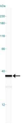 Simple Western: HMGB1/HMG-1 Antibody [NBP2-27169]