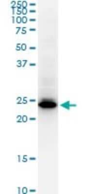 Western Blot: HMGB2 Antibody (3F2) [H00003148-M06]