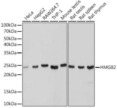 Western Blot: HMGB2 Antibody (8P10V5) [NBP3-16774]