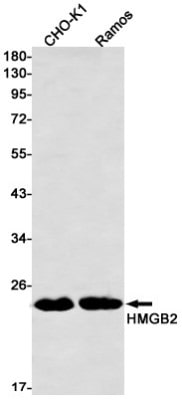 Western Blot: HMGB2 Antibody (S02-5I5) [NBP3-19876]