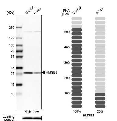 Western Blot: HMGB2 Antibody [NBP2-38694]