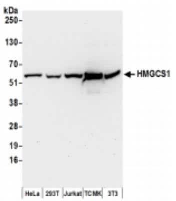 Western Blot: HMGCS1 Antibody [NBP2-36554]