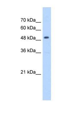 Western Blot: HMGCS2 Antibody [NBP1-54869]