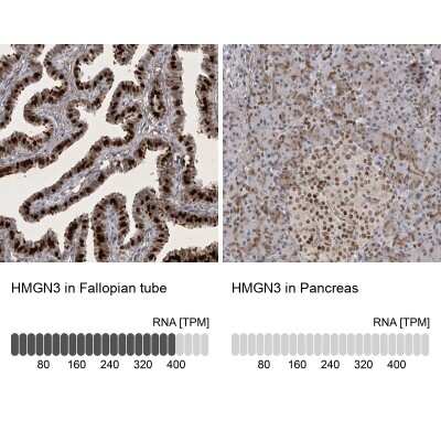 Immunohistochemistry-Paraffin: HMGN3/TRIP7 Antibody [NBP1-86904]