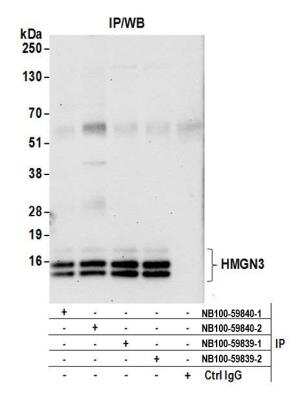 Immunoprecipitation: HMGN3/TRIP7 Antibody [NB100-59840]