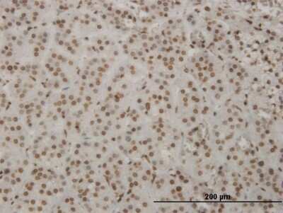 Immunohistochemistry-Paraffin: HMX2 Antibody (1D7) [H00003167-M08]